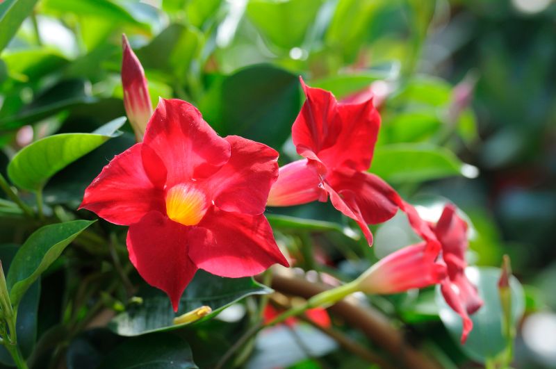 Dipladenia – Sammy's Plant World