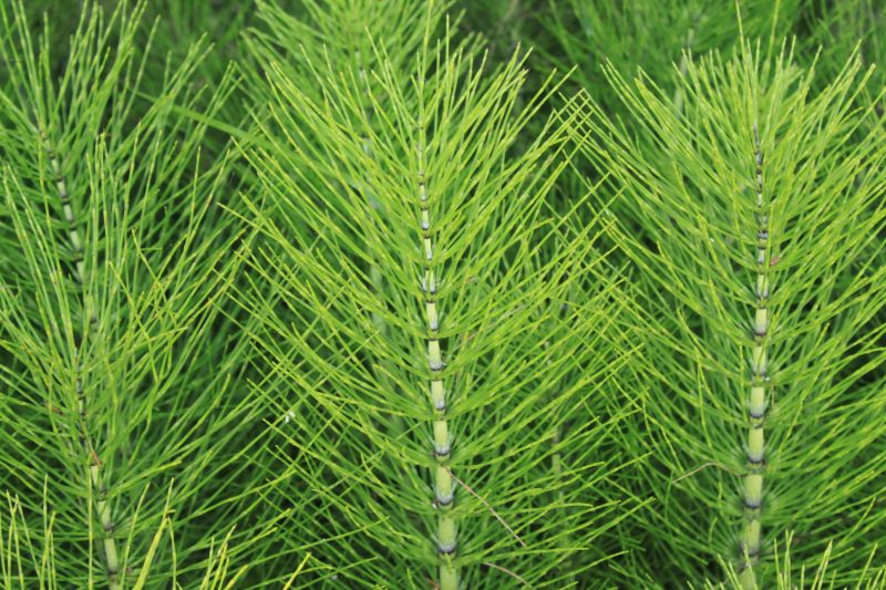 horsetail plant seeds Field Horsetail – Sammy's Plant World