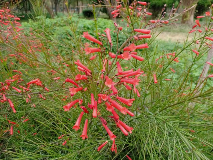 fire racker plant Firecracker Plant – Sammy's Plant World