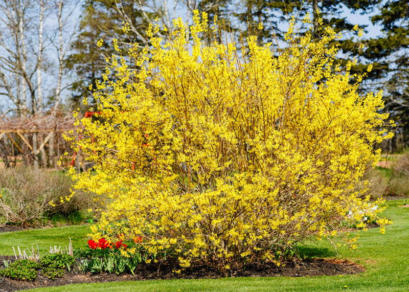 アイドル forsythiagoldenbells Lynwood Forsythia Golden Bell – Sammy's Plant World