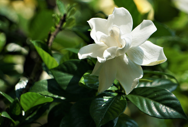 Gardenia - Dwarf (Crown Jewel) – Sammy's Plant World