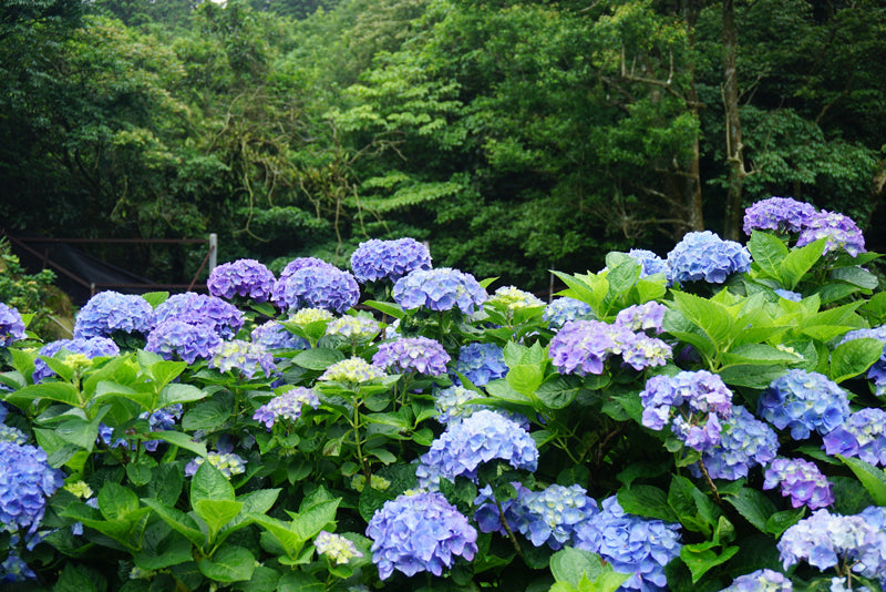 Hydrangea Nik Hydrangea - Nikko Blue – Sammy's Plant World