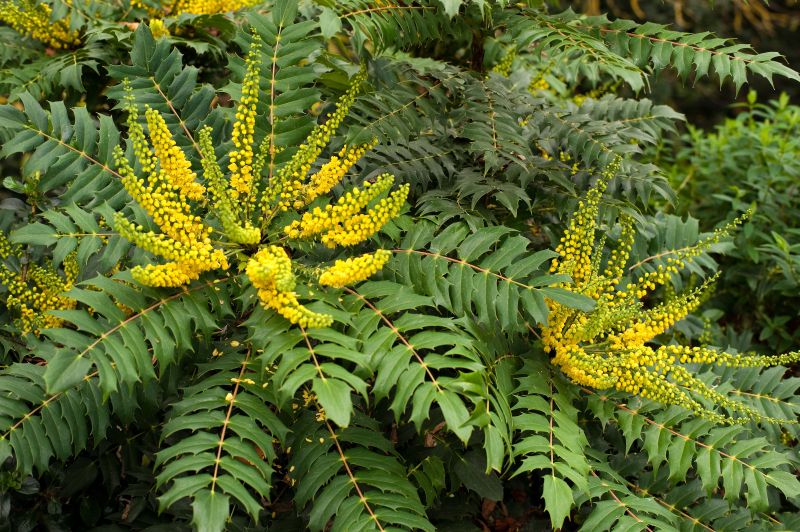 mahonia japonica plant Mahonia – Sammy's Plant World