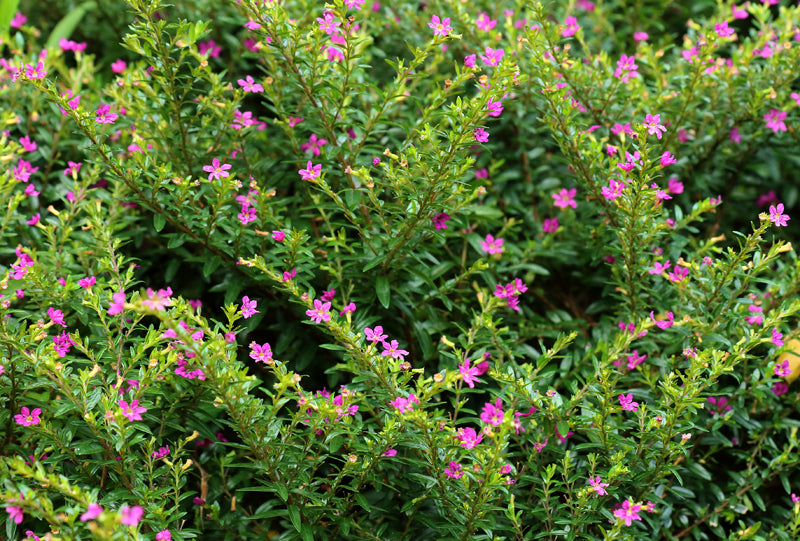 Mexican Heather – Sammy's Plant World