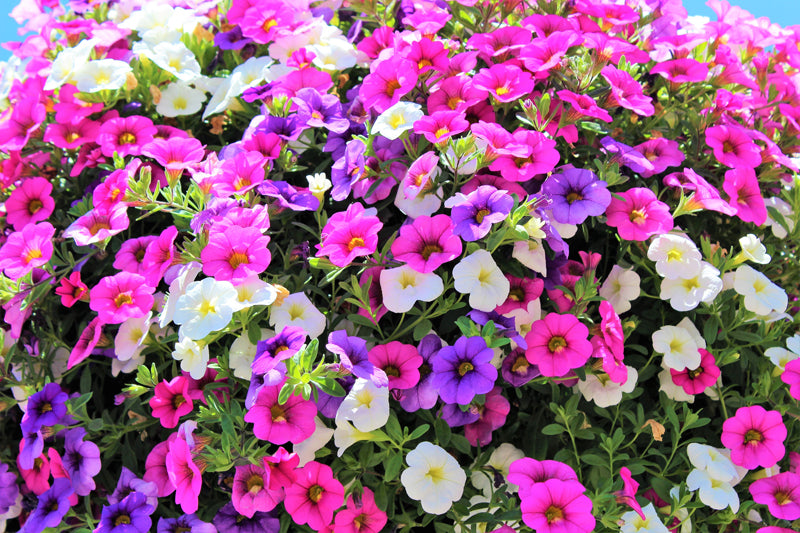 Million Bells (Calibrachoa) – Sammy's Plant World