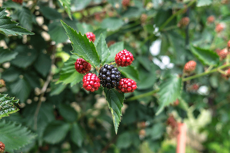 Thornless Blackberry