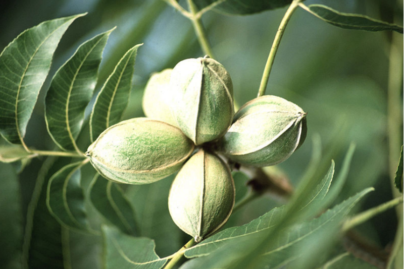 Papershell Pecan – Sammy's Plant World
