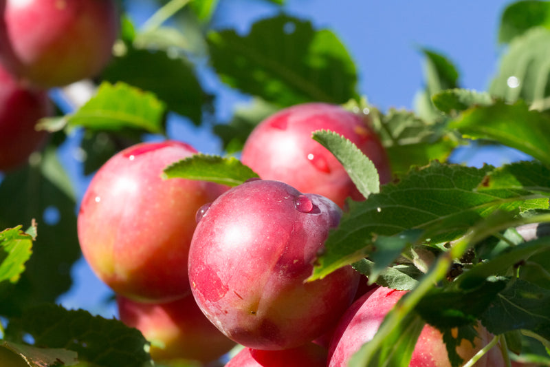 Plum - Bruce – Sammy's Plant World