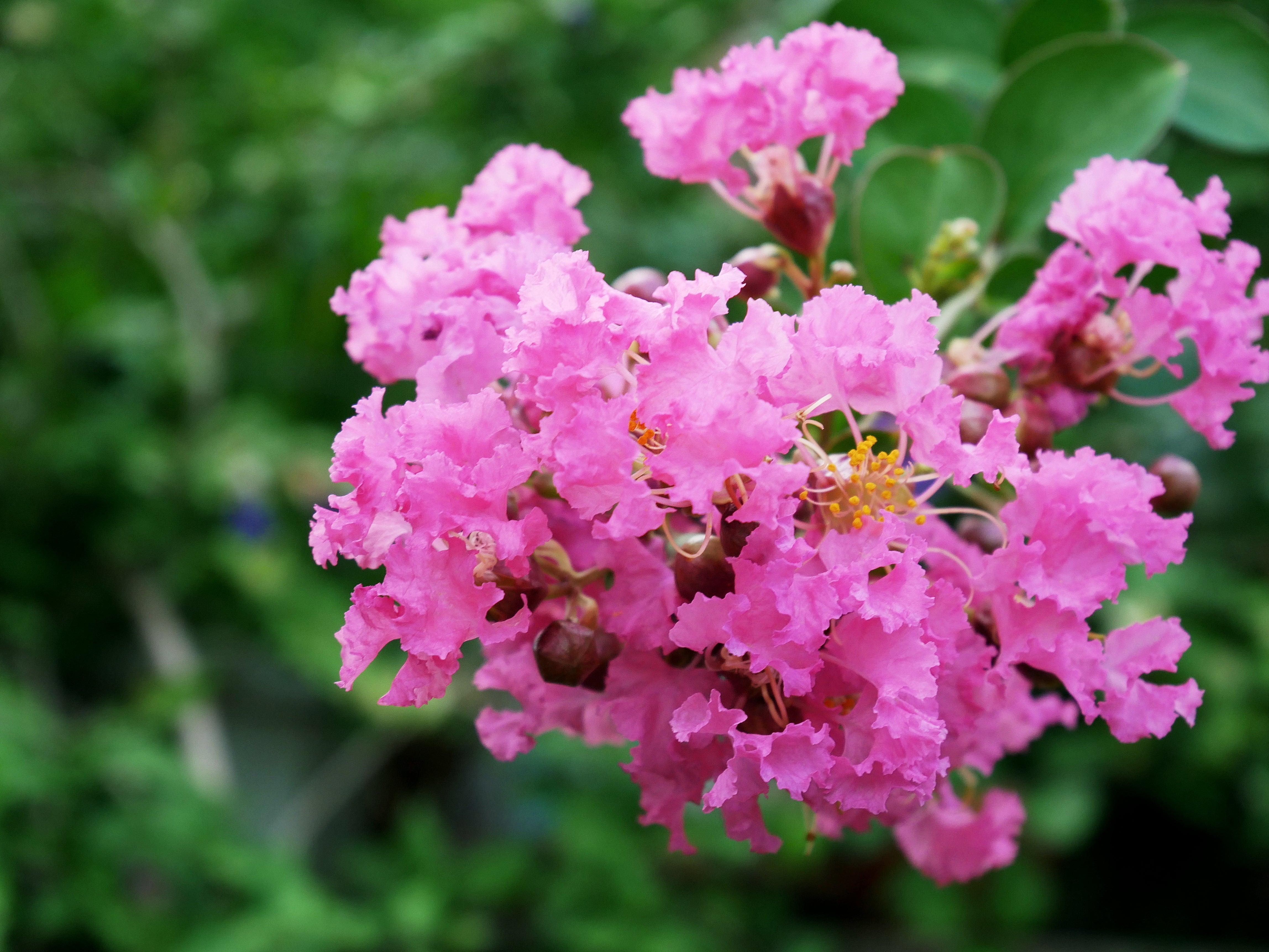 Dwarf Crape Myrtle 'Pocomoke' – Sammy's Plant World