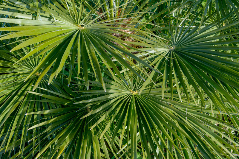 evergreen palm plants Windmill Palm – Sammy's Plant World